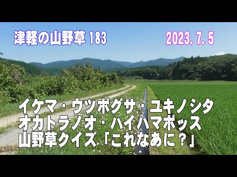 津軽の山野草183(ｲｹﾏ、ｳﾂﾎﾞｸﾞｻ、ﾕｷﾉｼﾀ、ｵｶﾄﾗﾉｵ、ﾊｲﾊﾏﾎﾞｯｽ、山野草ｸｲｽﾞ)