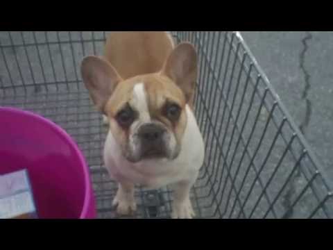 Poppy at 6months old in Shopping Cart