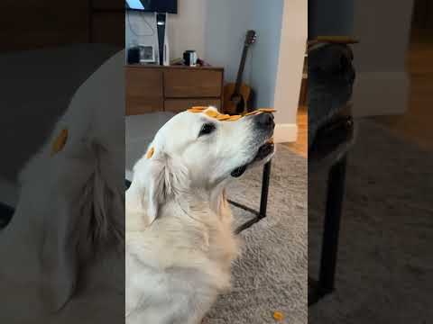 Dog Sits Perfectly Still With Treats on His Face