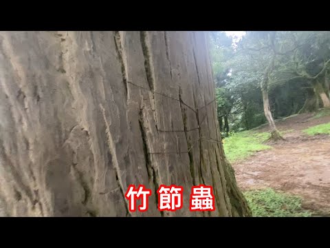 竹節蟲 偽裝高手 會走動的樹枝 擅長攀樹 爬草皮 走在陽明山 暮蟬悲鳴時 Phasmatodea ｜ Stick insect