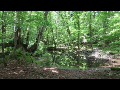 大鹿村 幻の池　野ヶ池