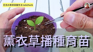 薰衣草成長紀錄 一｜種子 / 播種 / 育苗｜狹葉薰衣草栽培 Part One｜Lavender  Seeding