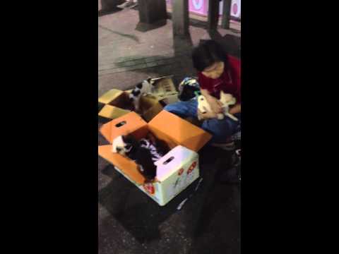 Super Cute baby cats in Seoul