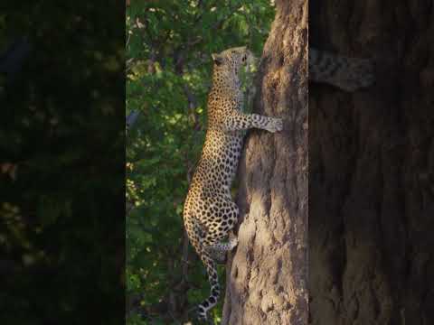 #Leopard climbing tree in #Chobe, #Botswana