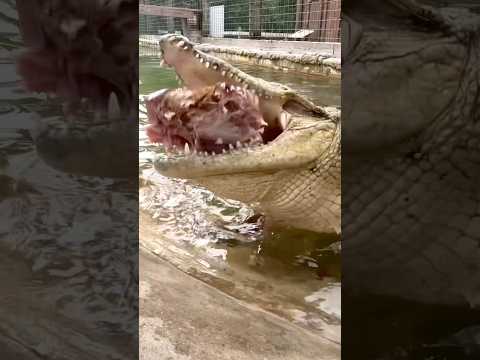 Nile Crocodile Eating a huge Ham! #youtubeshorts #crocodile #nilecrocodile