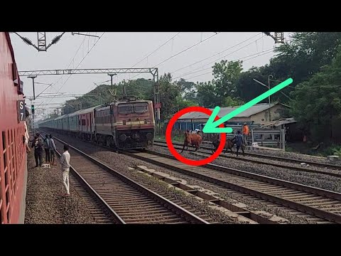 TRAIN VS COW !!! DEATH ESCAPE || A foolish Man Brought Cow To The Railway Track