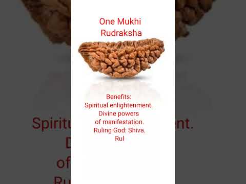 One Mukhi Rudraksha #shorts #ytshorts #rudraksha