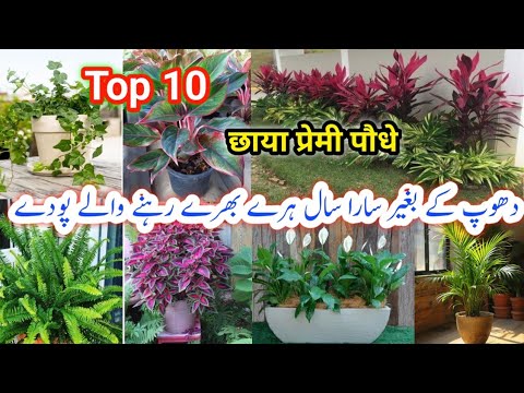 Best Shade Loving Indoor/Outdoor Plants/Low Light Plants/Low care indoor plants