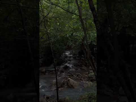 River Natural Sound forest 🌳, shorts video, #shorts #youtubeshorts