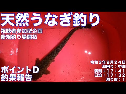 令和3年9月24日 天然うなぎ釣り 視聴者参加型企画 ポイントD釣果報告 ドバミミズ使用