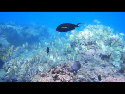 【ハワイ・ハナウマ湾】ダイビングでシマハギの群れに会ったよ！Diving in Hawaii