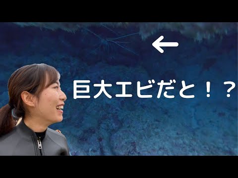 巨大ゴシキエビを発見！？潜って撮影に挑戦だー！【沖縄海VLOG】