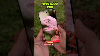 Vivo X200 Pro Zooming a Chamaeleon #vivox200pro #vivox200series #vivo #trending #shorts