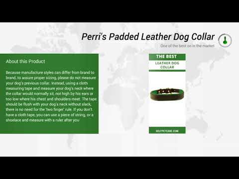 Perri's Padded Leather Dog Collar