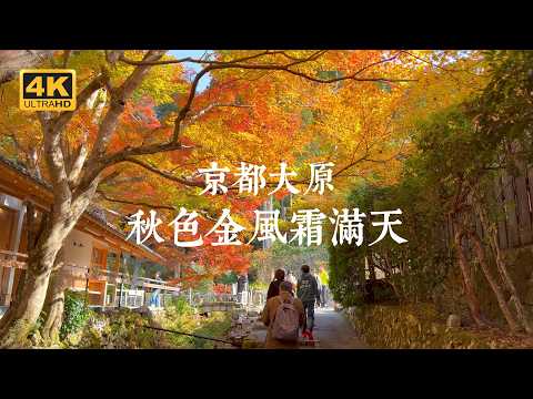 【Kyoto VLOG EP07】Autumn Colors in Kyoto! One-Day Fall Foliage Tour of Ohara's Five Temples