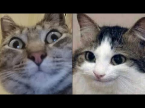 BEST FUNNY MEMES WITH CATS COMPILATION 3