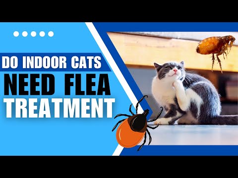 Do Indoor Cats Need Flea and Tick Treatment?