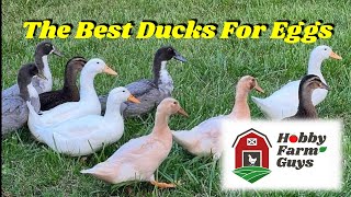 8 Great Egg Laying Duck Breeds!