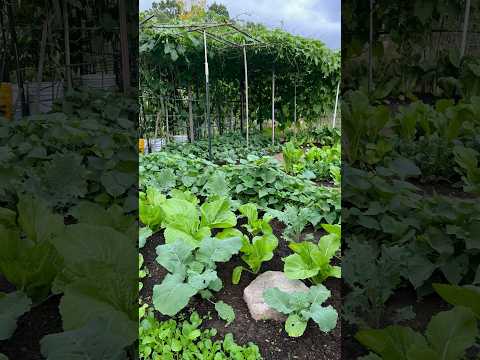 4D vegetable garden 9月的菜园 套种夏菜｜秋菜｜冬菜