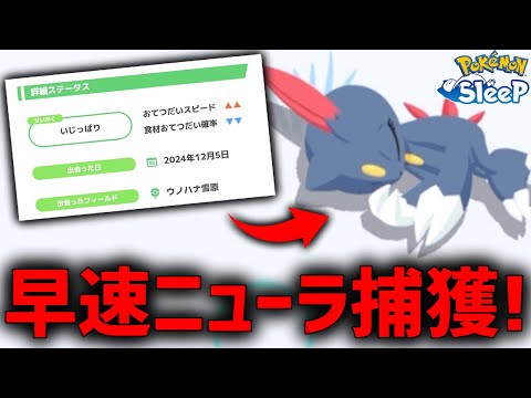 気合の〇〇サブレで早速捕獲したニューラが良個体すぎる！【ポケモンスリープ】