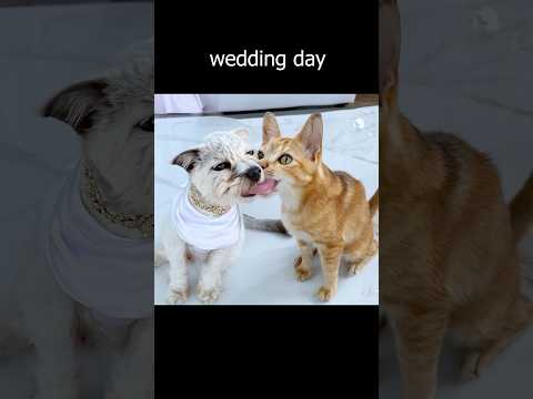 What if dog married cat