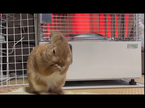 A rabbit wearing fur but thinking he'll freeze to death without a stove... (No. 1712)