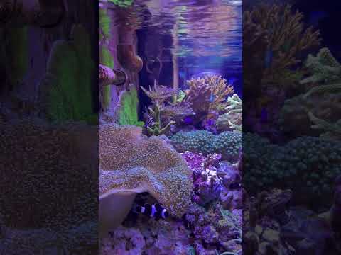 Aquarium MTP #0006 #aquarium #marinetank #reefaquarium #reef #update #tank #fishtank #coralreef