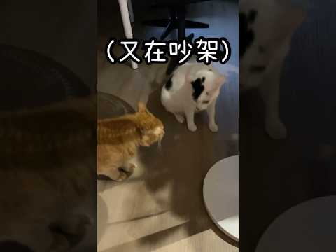 你敢欺負我弟，我就打你屁股喔 #cat