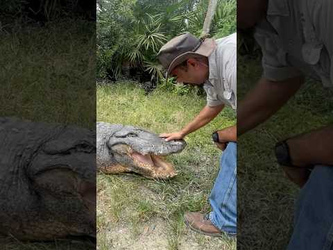 Buster is one of the Biggest Alligators at Gatorland! #youtubeshorts #alligators #bestfriends