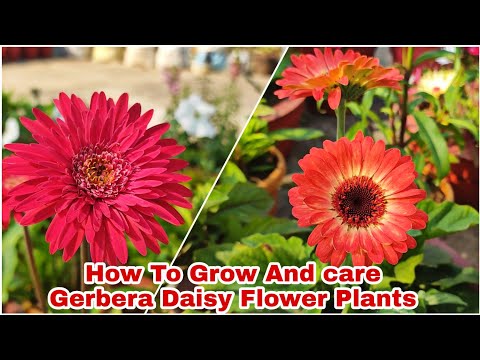 How To Grow And Care Gerbera Daisy Flower Plants //जरबेरा के प्लांट की देखभाल कैसे करैं