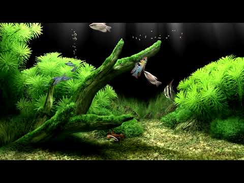 Relaxing Aquarium Fish Tank Sounds | No Music 2 Hours | Very Calming and Relaxing