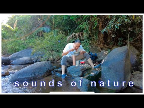 Solo camp, nature ASRM | cooking and relaxing sounds