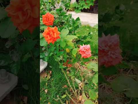 Two different coloured roses on same plant #roseflower #shortsfeed