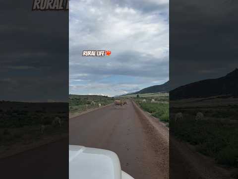 Today on the Homestead: Cows Block the Mountain Road | Remote Colorado Living  #shorts