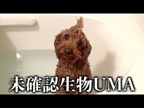 恐竜の子孫かと思ったらウチの犬だった件。