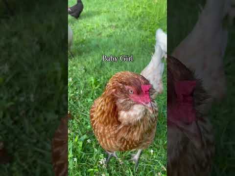 Meet our chicken flock. 🐓 #homestead #chickens #homesteader #chickenlife