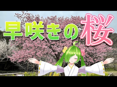 早咲きの桜って知っとった！？！？【白野江植物公園/北九州】