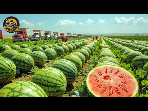 How To Juicy Watermelon For Harvest Season - Agriculture with Grand Machine