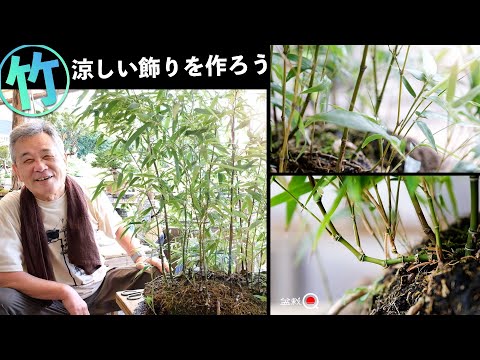 [Bamboo] Unique pruning method and leaf watermark for decoration [Bonsai Q]