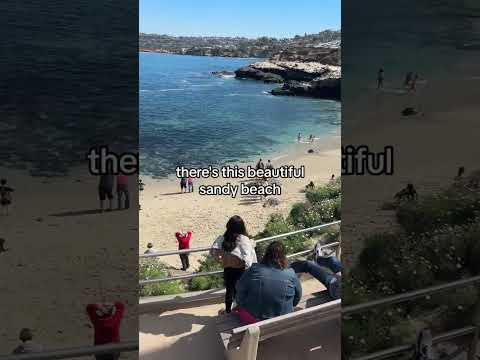 Some people suck: harassing a baby Sea Lion