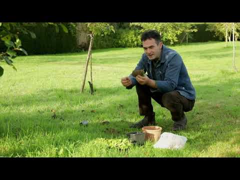 How to plant bulbs and tips on a bulb lasagne