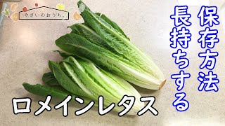 ロメインレタスの保存方法｜冷凍・冷蔵・保存期間と保存食レシピ！栄養はレタスの2倍