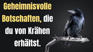 Geheimnisvolle Botschaften, die du von Krähen erhältst!