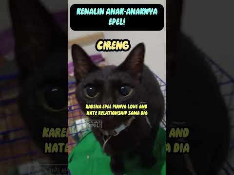 Kenalin, anak-anaknya Epel! #kucing #anabul #haihaloepel #kucing