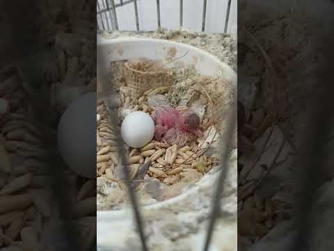 freshly hatched baby Diamond dove #bird #exoticbird #baby #chicks #diamonddove