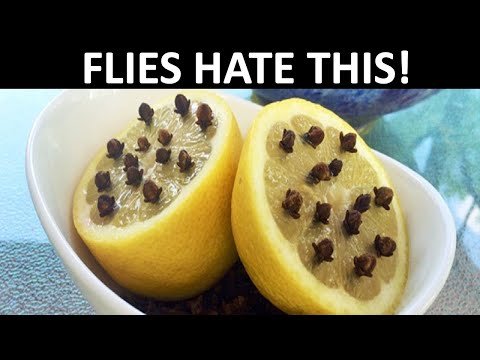 Flies Hate These 8 Surprising Natural Tricks to Keep Your Kitchen Fly Free