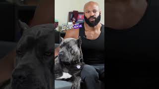 Build a Strong Bond with Your Cane Corso! 🔒🐾