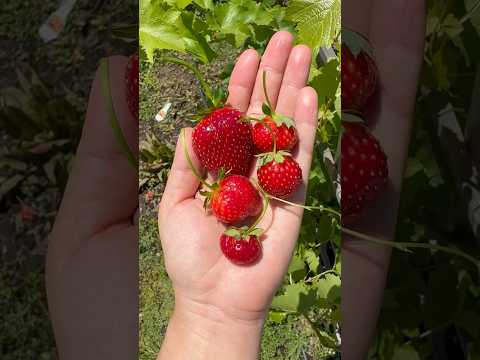 The reason I grow my own strawberries 🍓 #strawberry #garden #foodie #sweet #organic #garden #foodie