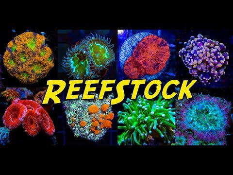 ReefStock 2018