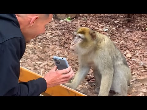 ANIMALES REACCIONANDO A TRUCOS DE MAGIA POR PRIMERA VEZ